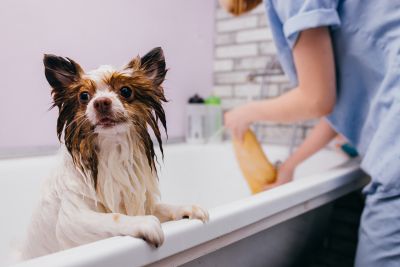 Pet Grooming and Pet Sitting Insurance in Denison, IA by Lenz Insurance Agency