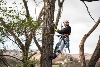 Tree Trimming Insurance in Denison, IA by Lenz Insurance Agency